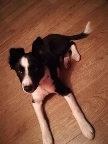 Photo de Olga, Border Collie pure race