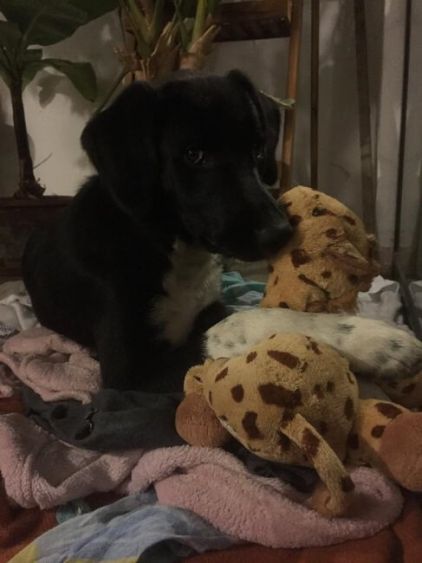 Photo de Drop, Border Collie crois� Berger d'Anatolie kangal
