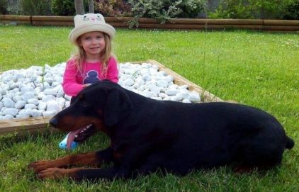 Photo de Jazz, Dobermann pure race