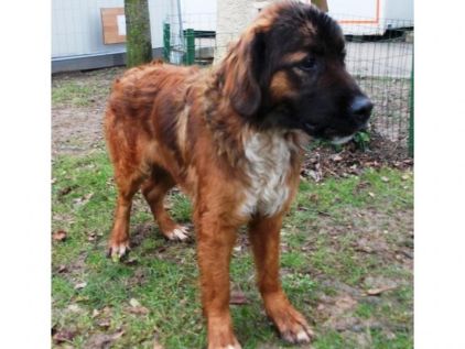Photo de Topaloff, Leonberg crois�