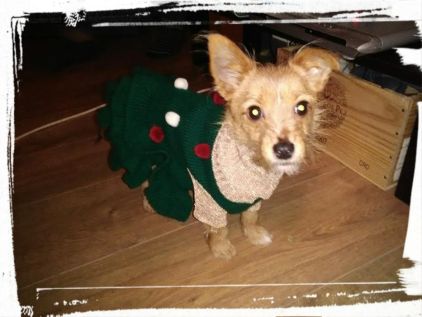 Photo de Odys, Pinscher nain crois� Chihuahua