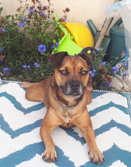 Photo de Pohia, Bouledogue fran�ais crois� Labrador Retriever