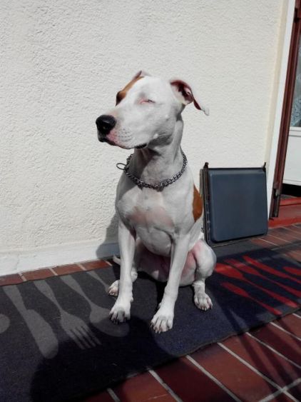 Photo de Le�ka, American Staffordshire terrier crois� Bull Terrier