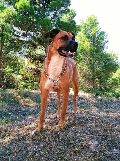 Photo de Tina, Berger Belge Malinois crois� Boxer