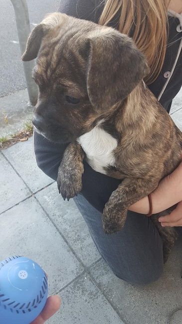 Photo d'Olympe, Bouledogue fran�ais crois� Shih Tzu