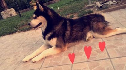 Photo de Jack, Husky pure race