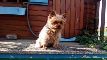 Photo de Ilma, Yorkshire terrier pure race