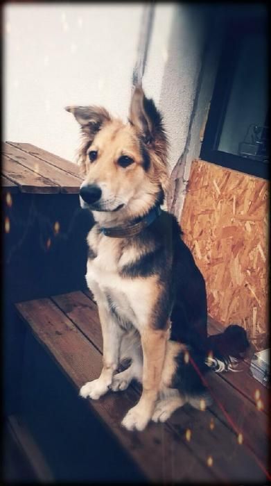 Photo de Maya, Berger blanc suisse crois� Labrador Retriever