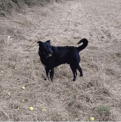 Photo de Coca, Labrador Retriever crois�