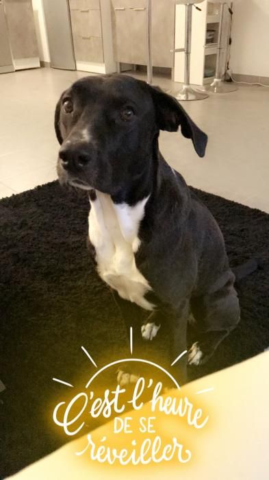 Photo de Laika, Border Collie crois� Cane Corso