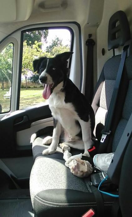 Photo d'Oups, Border Collie crois� Husky