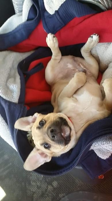 Photo de Speedy, Bouledogue fran�ais crois� Springer anglais