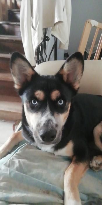 Photo de Falco, American Staffordshire terrier crois� Husky