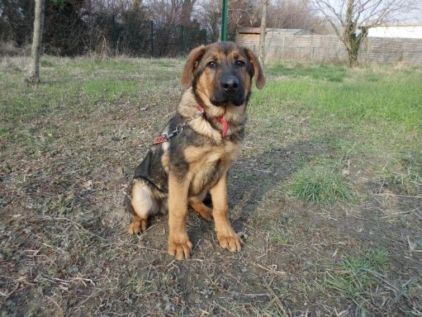 Photo d'Hado, Berger Allemand crois�