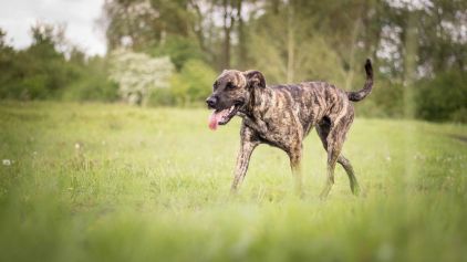 Photo d'Hercule, Cursinu pure race