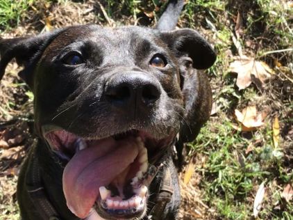 Photo de Roy, Labrador Retriever crois� Staffordshire Bull Terrier