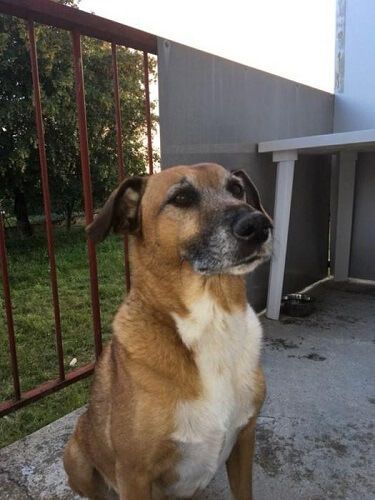 Photo de Milo, Jack Russell terrier crois�