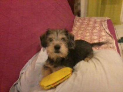 Photo de Loda, Yorkshire terrier crois� Epagneul tib�tain