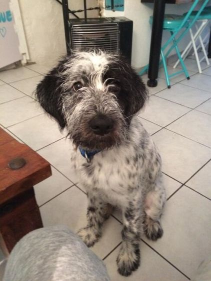 Photo de Jody, Border Collie crois� Griffon Korthals