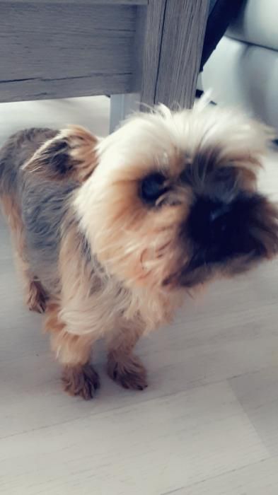 Photo de Hanoi, Yorkshire terrier pure race