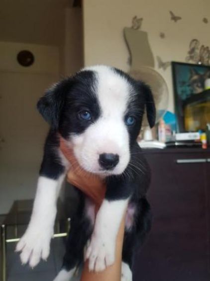 Photo de Houba, Border Collie crois�