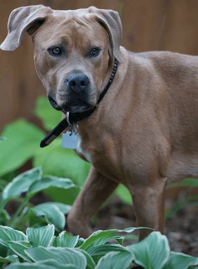Photo de Karma, American Staffordshire terrier crois� Dobermann
