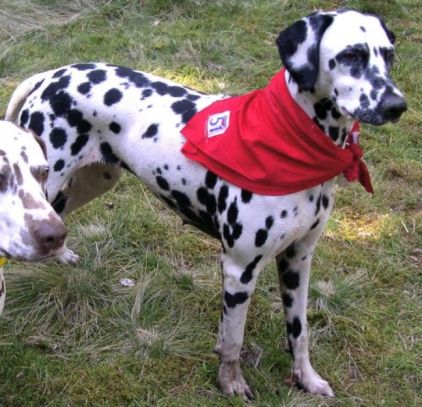 Photo de Cannelle, Dalmatien pure race