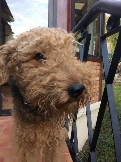 Photo d'�b�ne, Airedale Terrier crois�