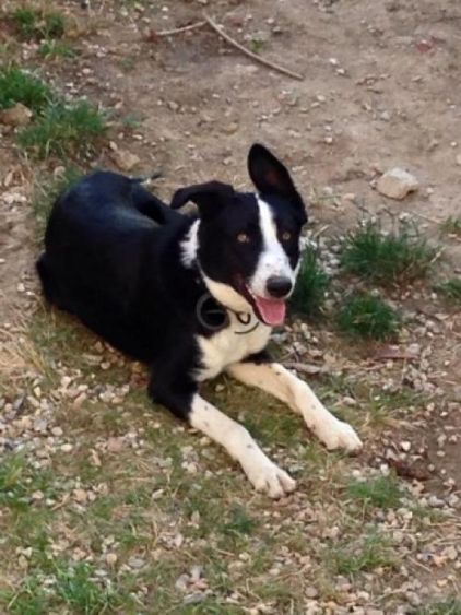 Photo de Kinai, Border Collie crois� Beauceron
