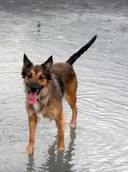 Photo de Kyra, Berger Belge Malinois crois� Berger australien