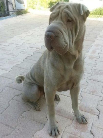Photo de Gusto, Shar Pei pure race