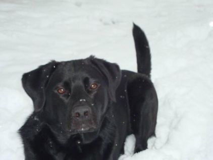 Photo de Leon, Labrador Retriever crois� Bouvier bernois