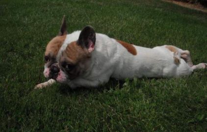 Photo de Gaspar, Bouledogue fran�ais pure race