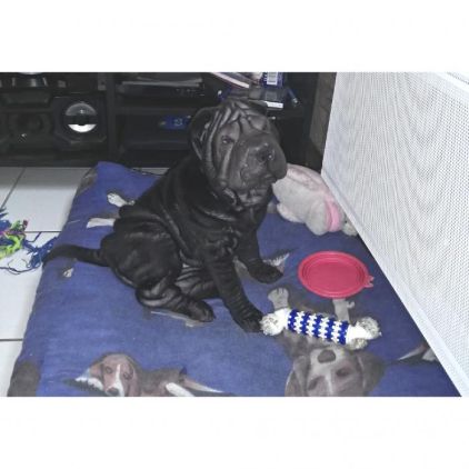 Photo de Molly, Shar Pei pure race