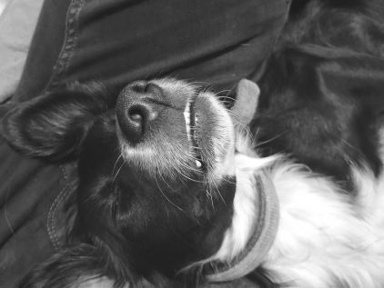 Photo de Luna, Border Collie crois� Epagneul breton