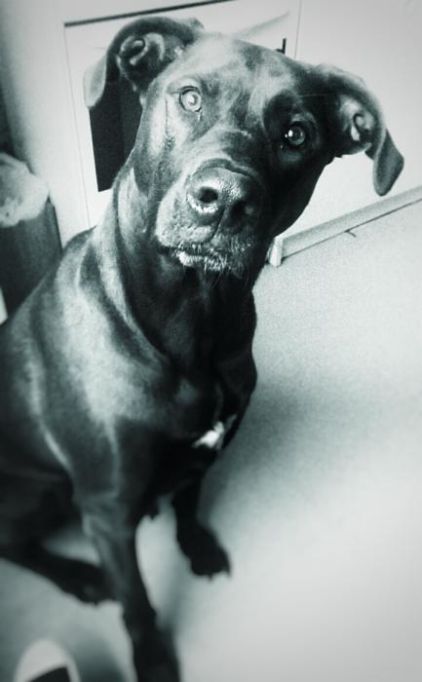 Photo de Hera, Braque de Weimar crois� Cane Corso