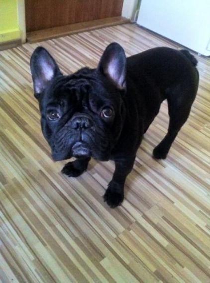 Photo d'Ey-Jay, Bouledogue fran�ais pure race