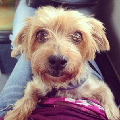 Photo de Kalou, Yorkshire terrier pure race