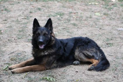 Photo de Naco, Berger Allemand crois� Berger Belge Malinois