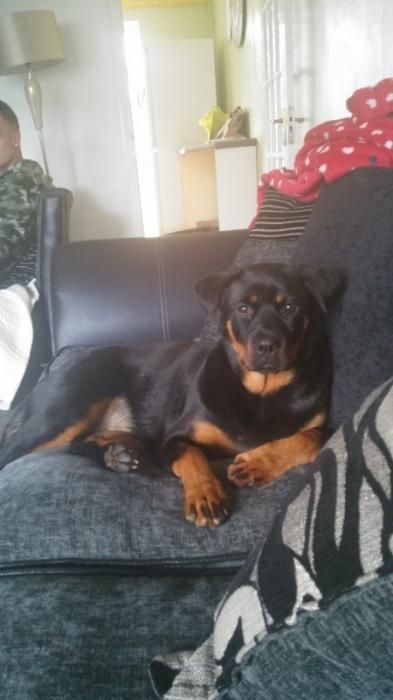 Photo de Poppy, Rottweiler pure race