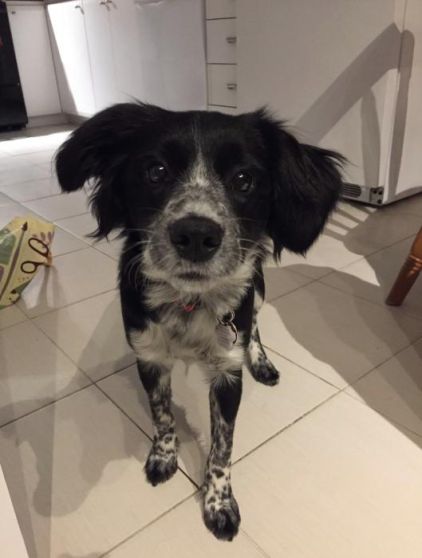 Photo de Pinotte, Border Collie crois� Epagneul breton