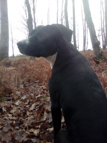 Photo de Cayenne, corniaud American Staffordshire terrier Beauceron
