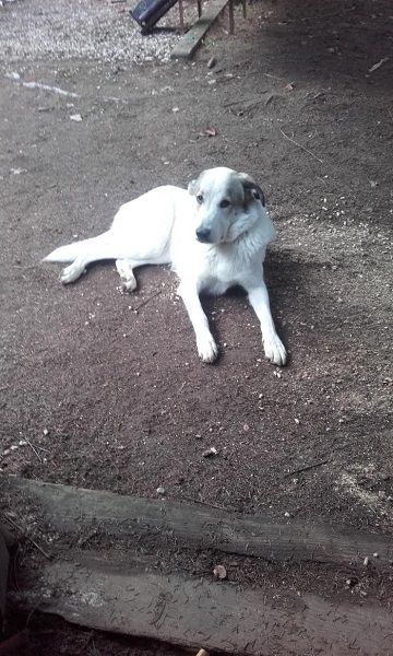 Photo de Nelle, Montagne des Pyr�n�es crois� Berger d'Anatolie kangal