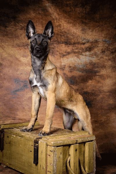 Photo de Om�ga, Berger Belge Malinois pure race