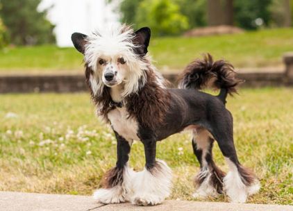 Photo de Hiccup, Chien chinois pure race