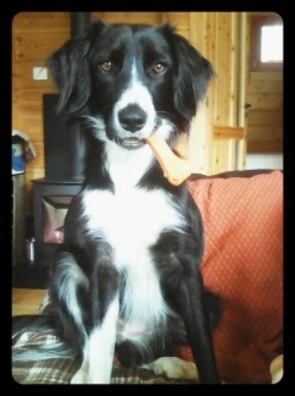 Photo de Mira, Border Collie crois� Epagneul breton