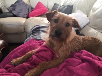 Photo de Guinness, Fox-terrier crois� Griffon