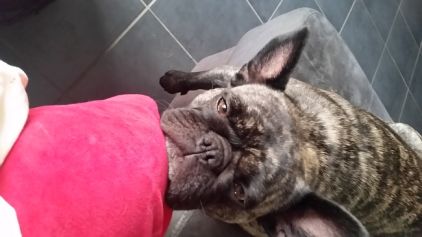 Photo de Chipie, Bouledogue fran�ais crois� Carlin