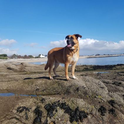 Photo de Java, Berger Allemand crois� Saint-bernard