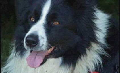 Photo de HODY, Border Collie pure race
